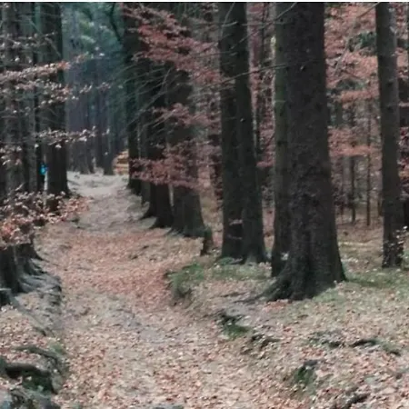 Lesna Przystan Apartment